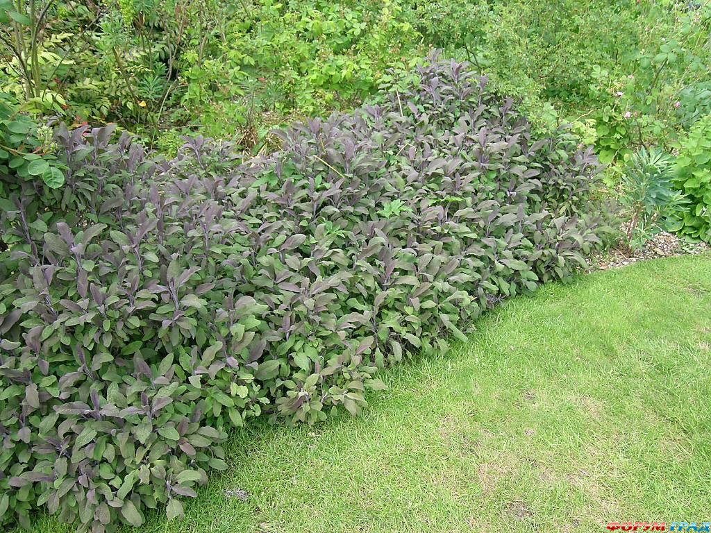 Сад Денманс