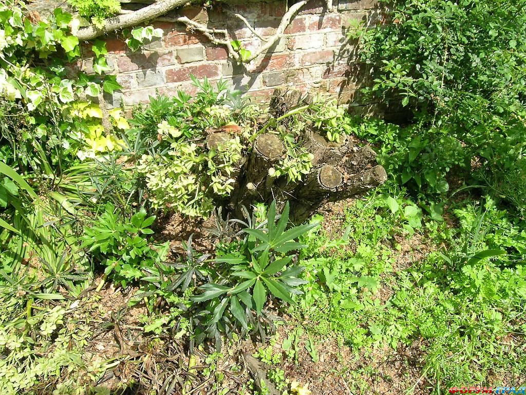 Сад Денманс