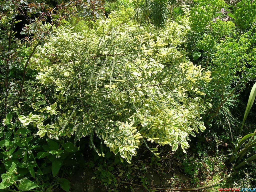 Сад Денманс