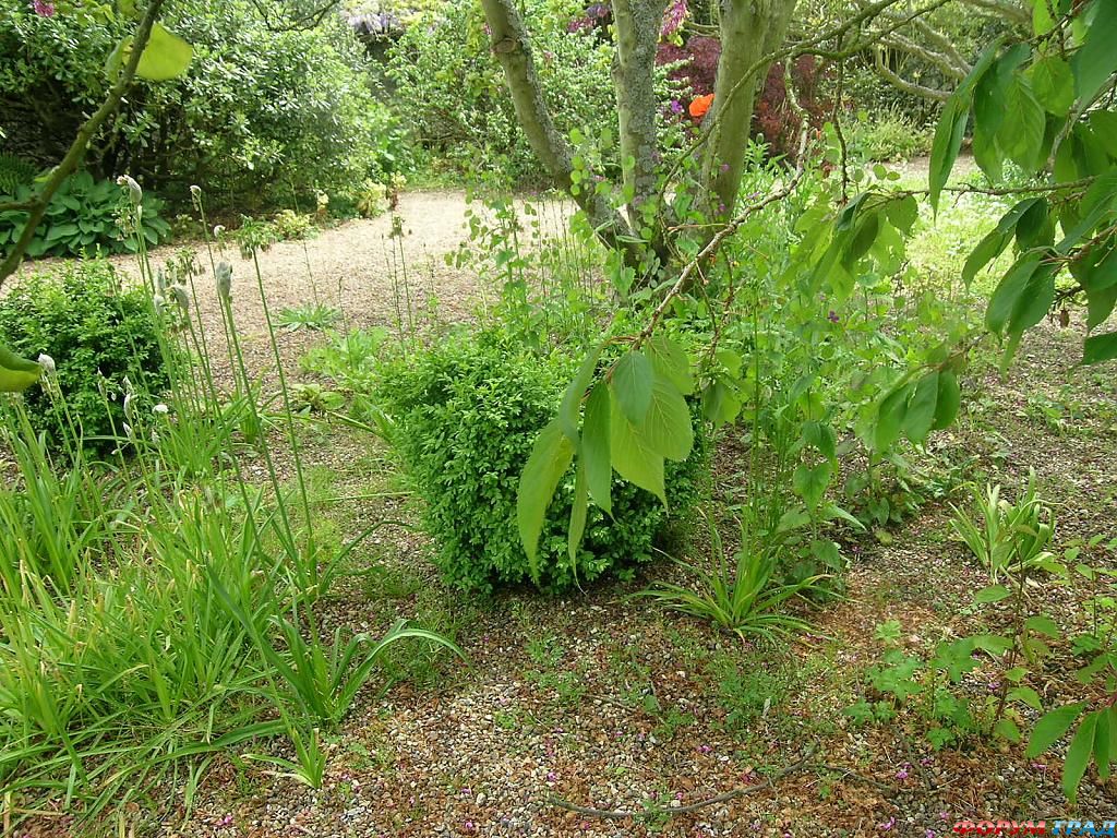 Сад Денманс