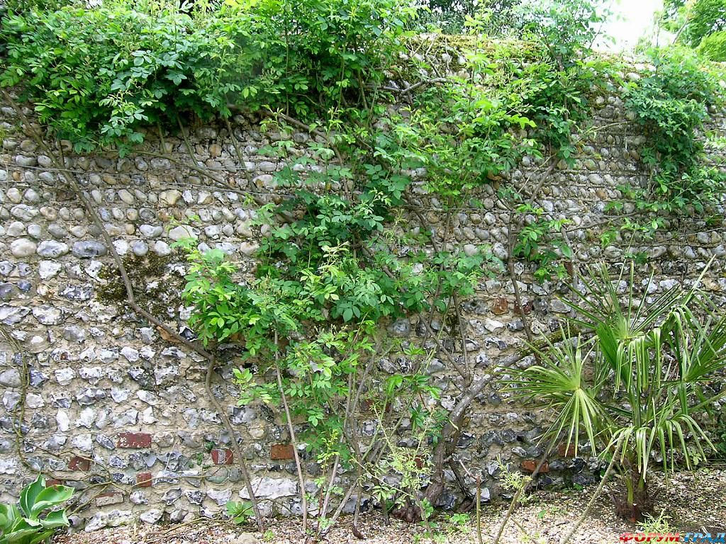 Сад Денманс