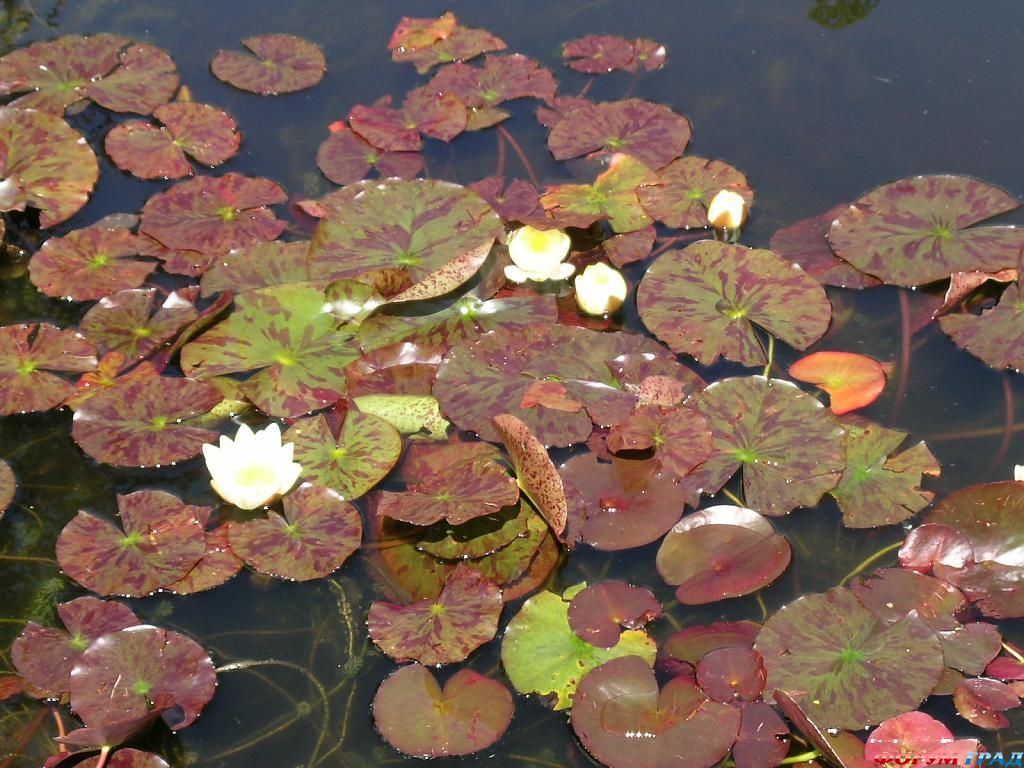 Сад Денманс