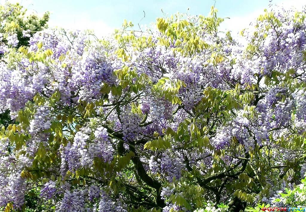 Сад Денманс