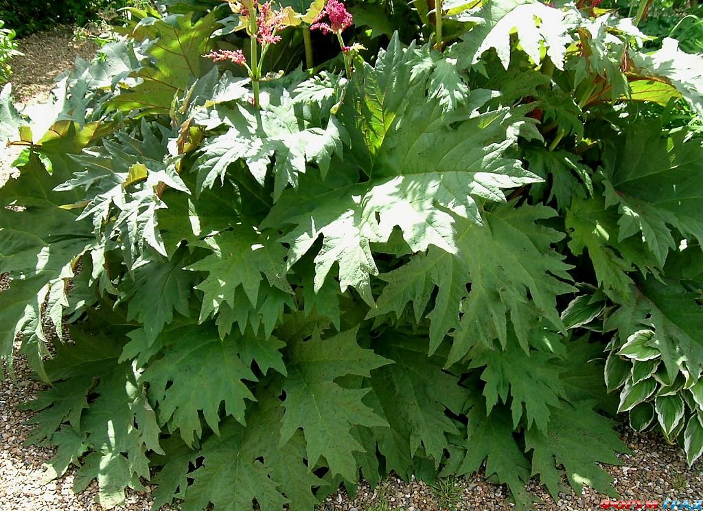 Сад Денманс