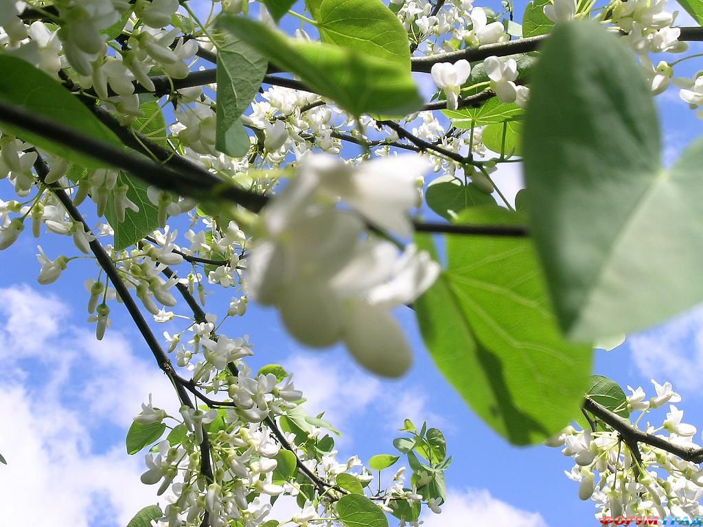 Сад Денманс