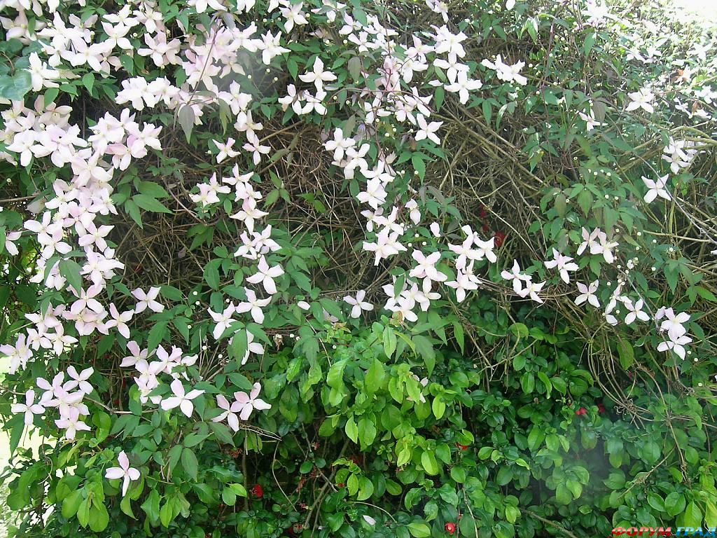 Сад Денманс