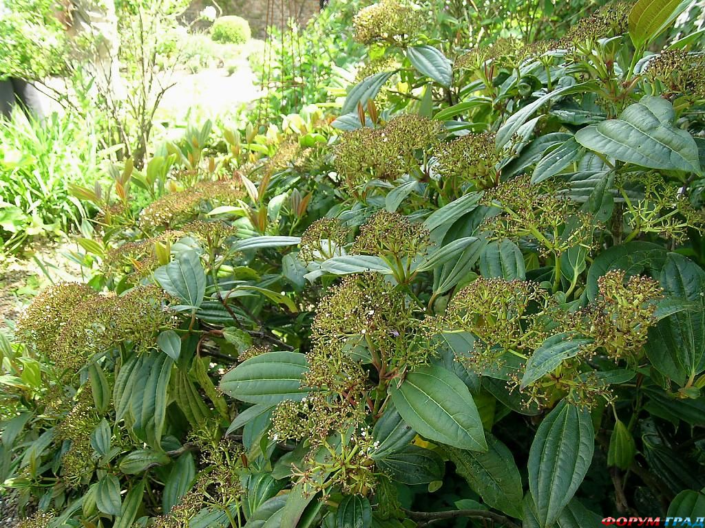 Сад Денманс