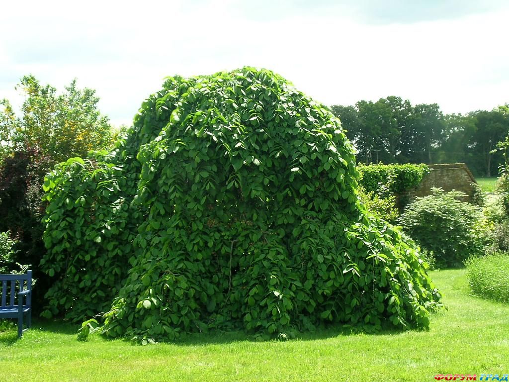 Сад Денманс