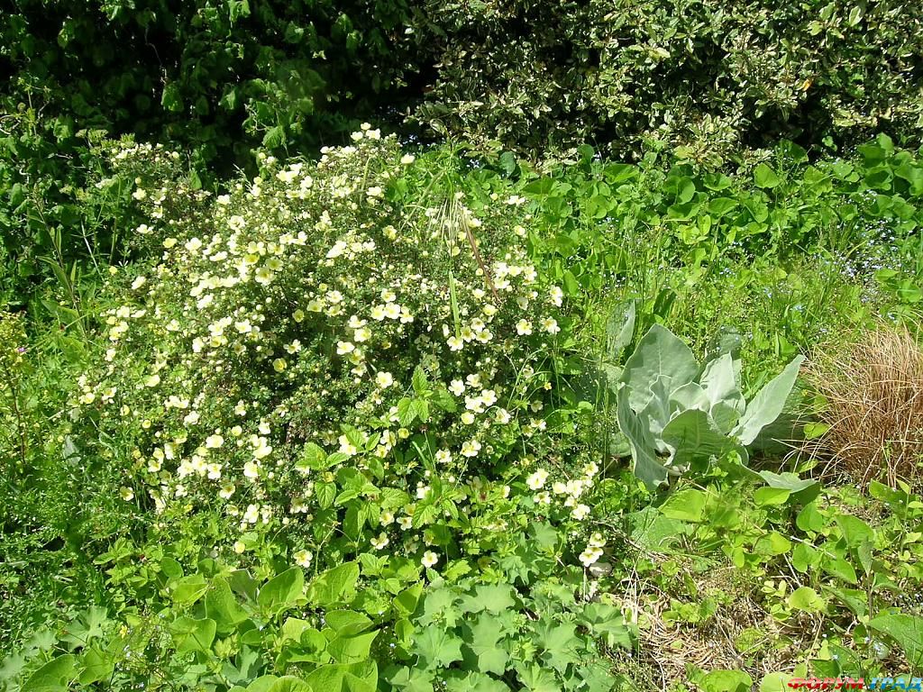 Сад Денманс