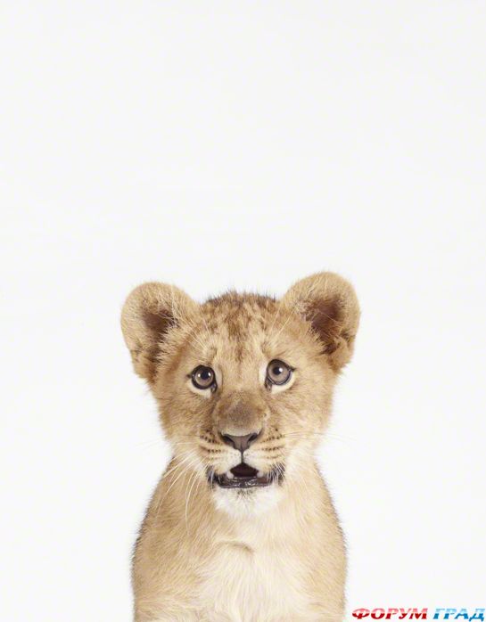 фотографии детенышей животных