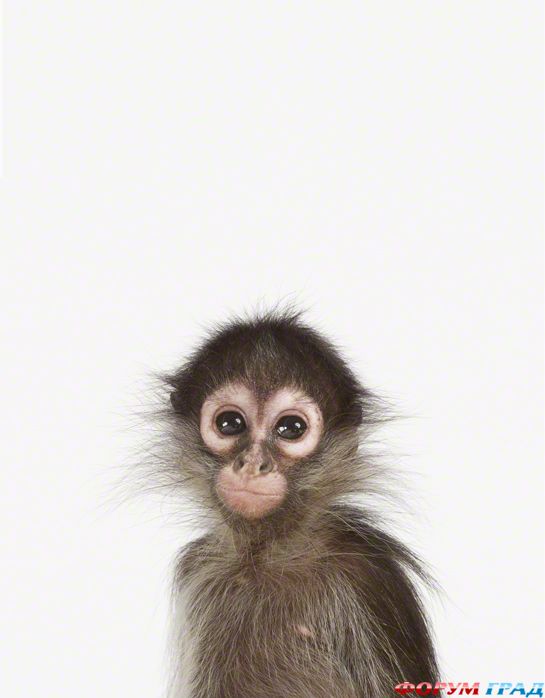 фотографии детенышей животных