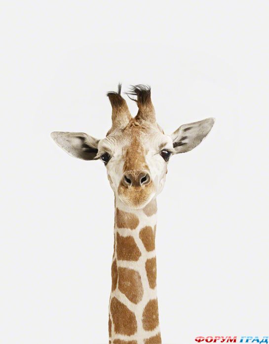 фотографии детенышей животных