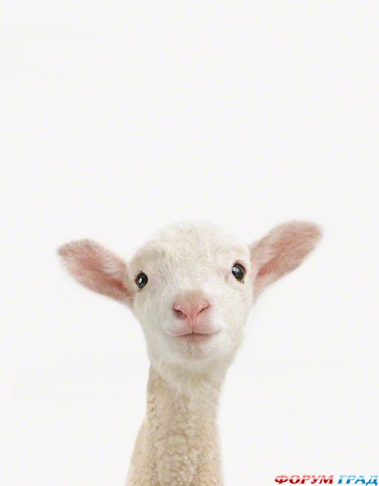 фотографии детенышей животных