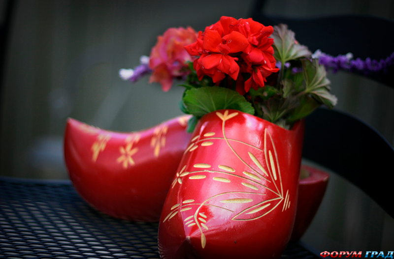 композиция из герани