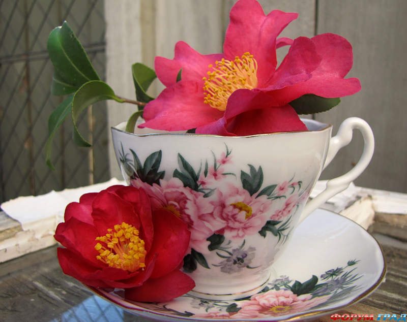 Цветы и чашки