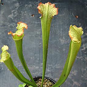 Sarracenia drummondii