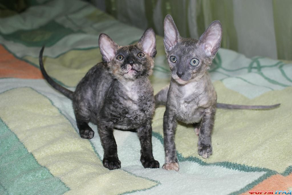 Корниш рекс