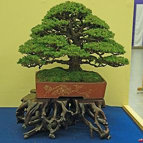 бонсай в японии