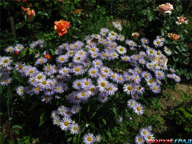 Мелклоепестник