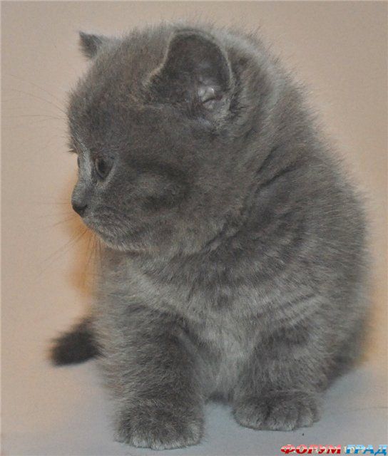 Британские котята