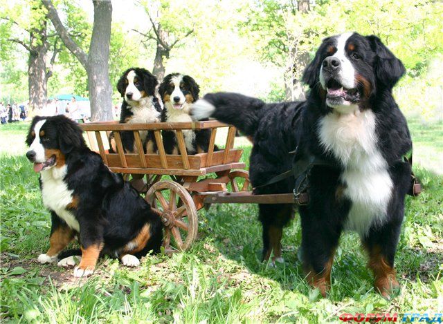 Бернский зенненхунд