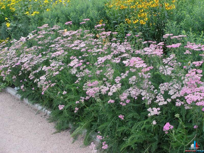 Тысячелистник птармика