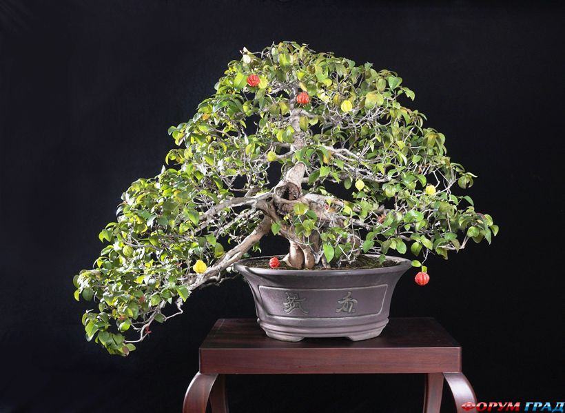 бонсай из евгении