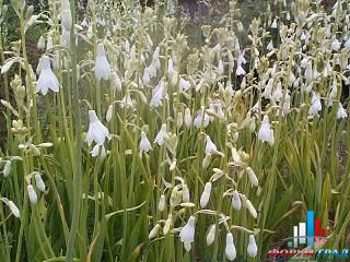 galtonia 20candicans