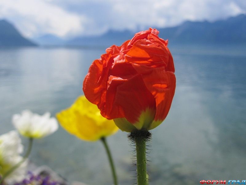 Уникальная флора женевского озера