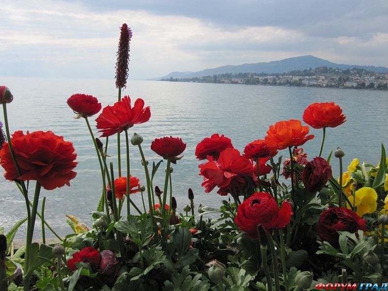 Уникальная флора женевского озера