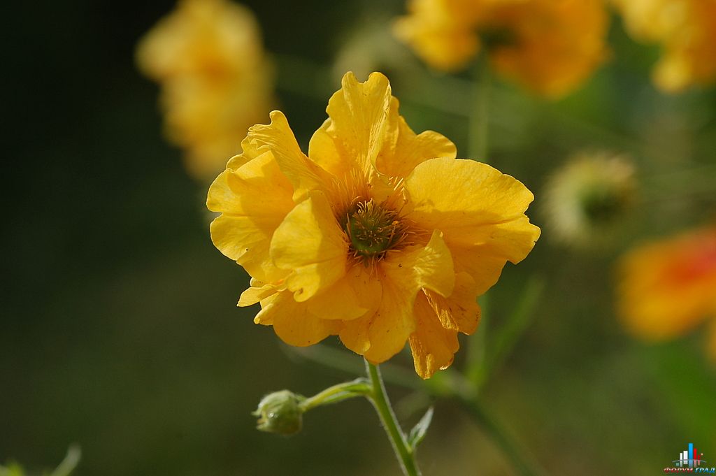 Гравилат гибридный