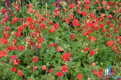 Гравилат гибридный