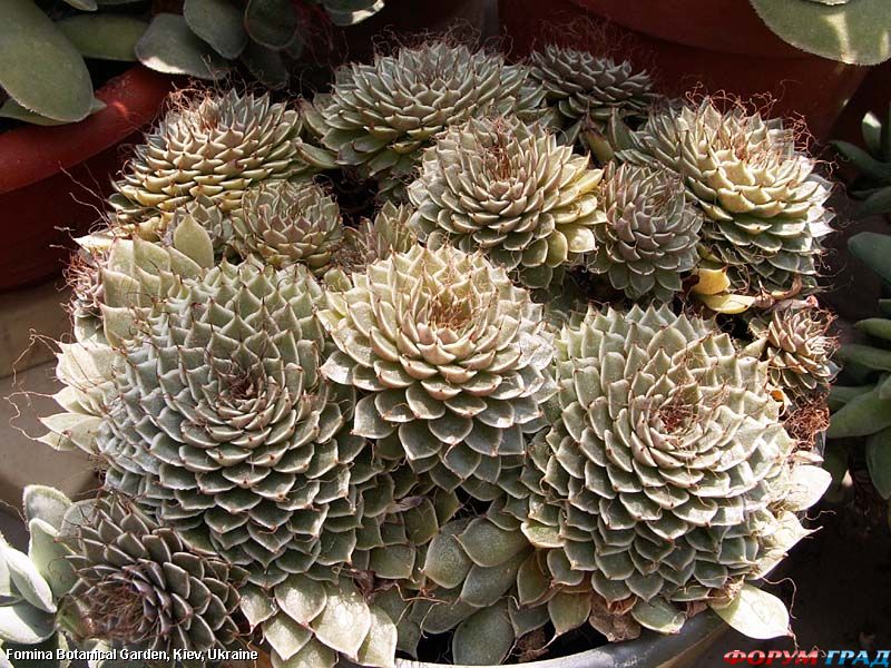 граптопеталлум