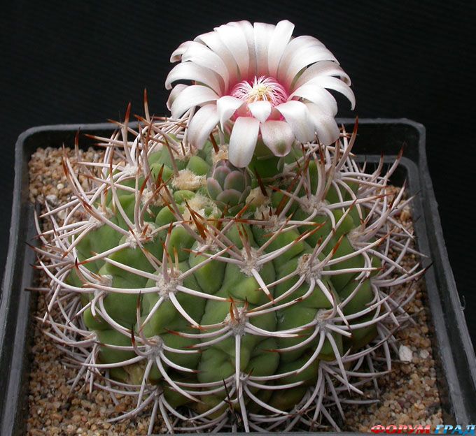 Gymnocalycium  nigriareolatum v. densispinum