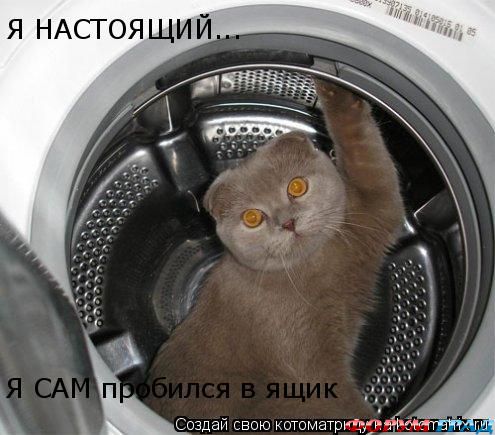 о кошках с улыбкой