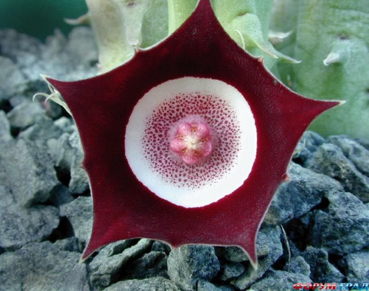 Huernia oculata