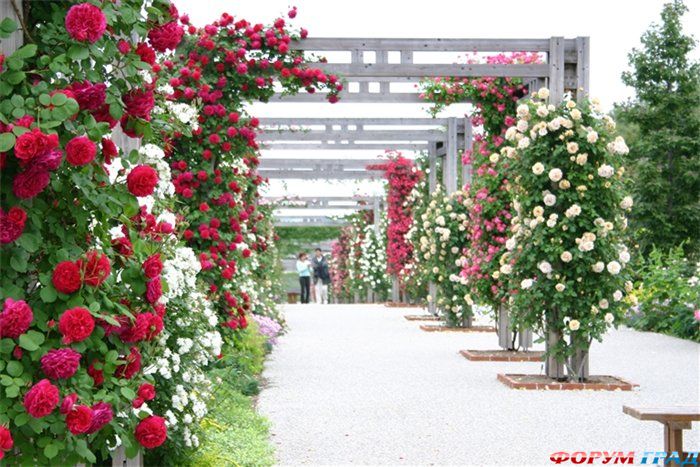 Парк роз Хана-Фест