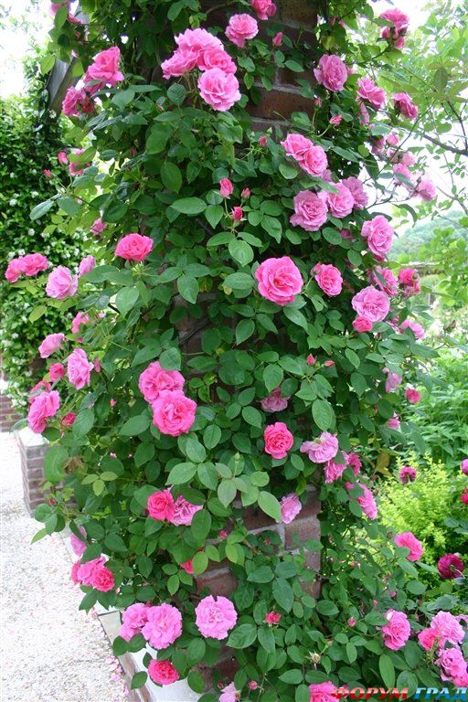 Парк Хана-Фест