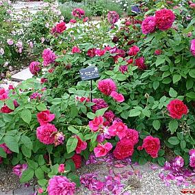 Парк Хана-Фест