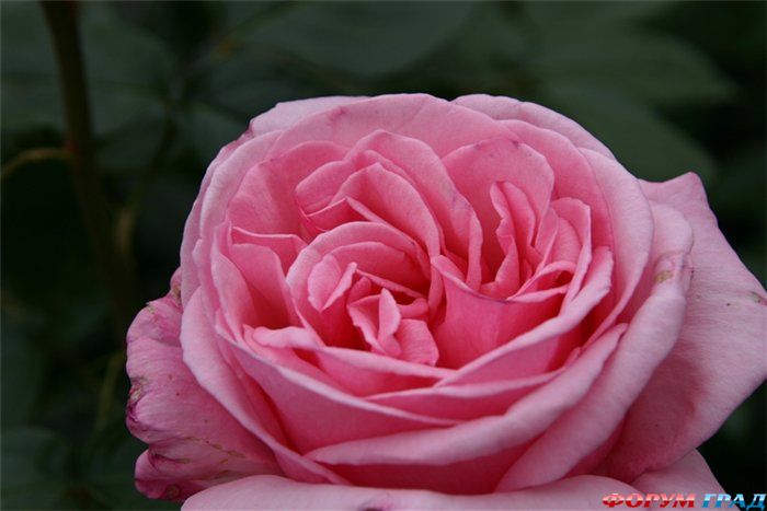 Парк Хана-Фест