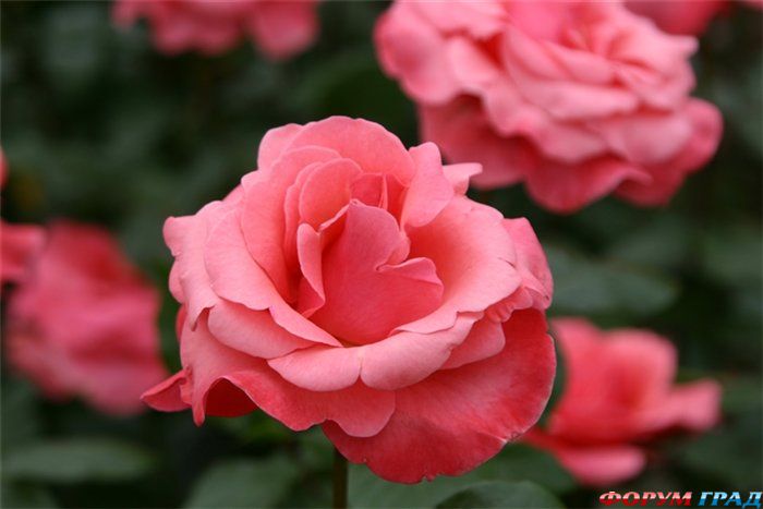 Парк Хана-Фест