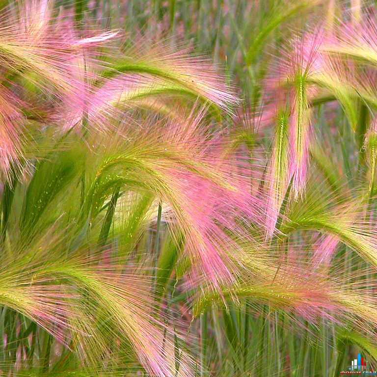 ячмень гривастый