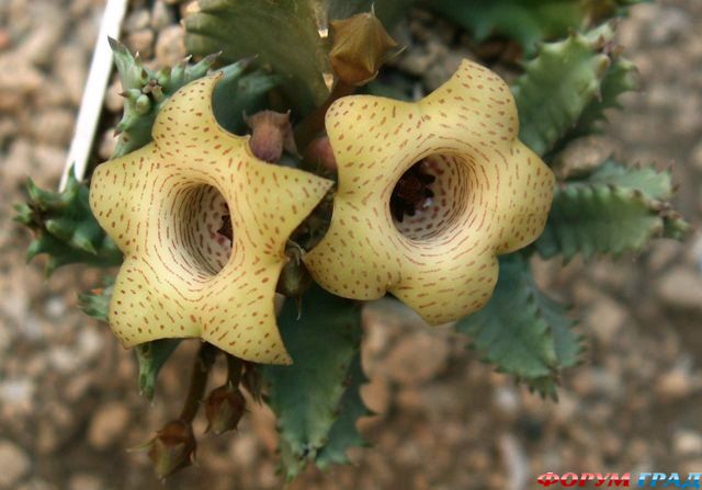 Huernia primulina