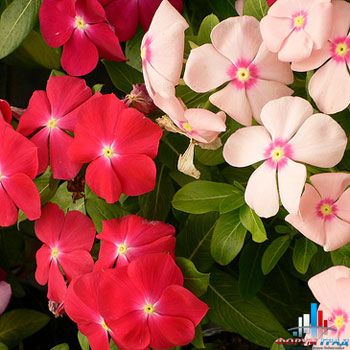 катарантус