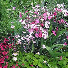 гвоздика перистая