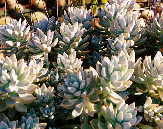 граптопеталлум