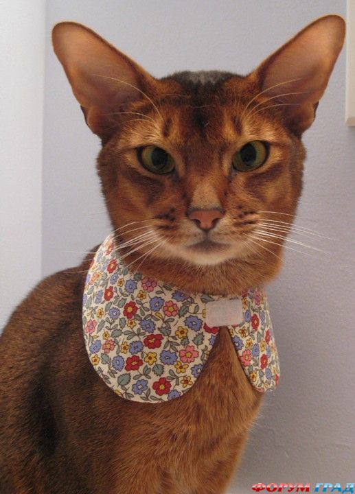 Одежада для кошек