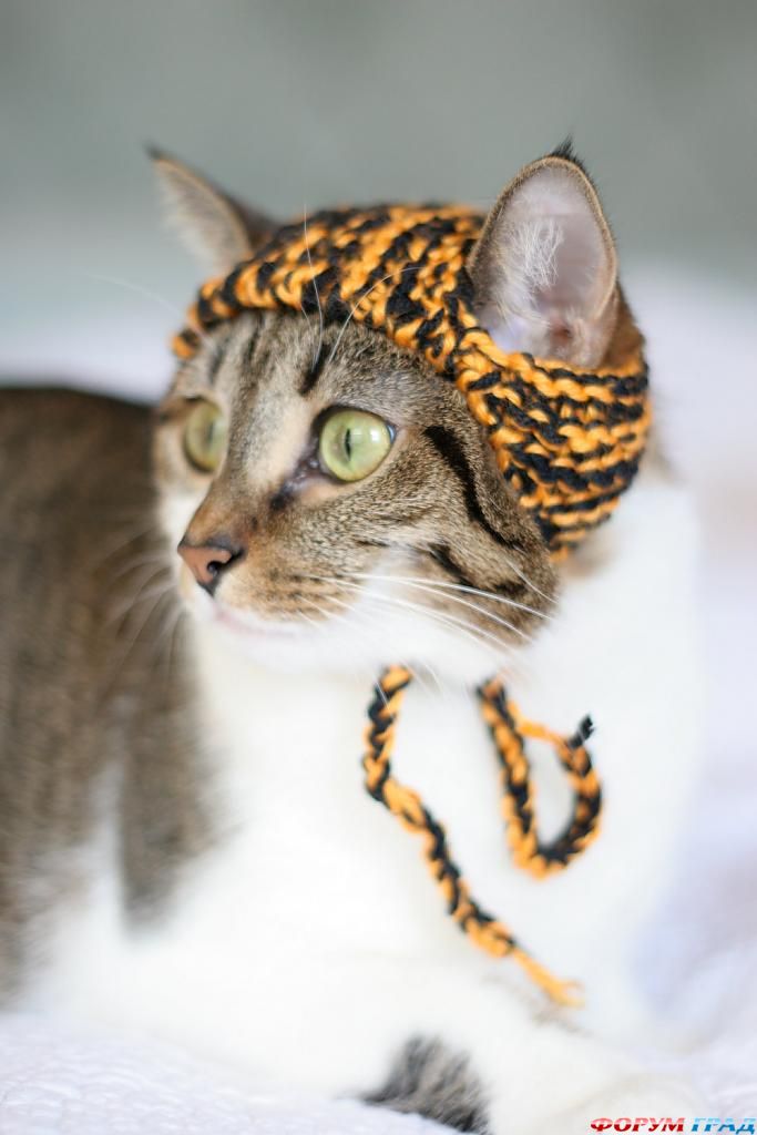 Одежада для кошек