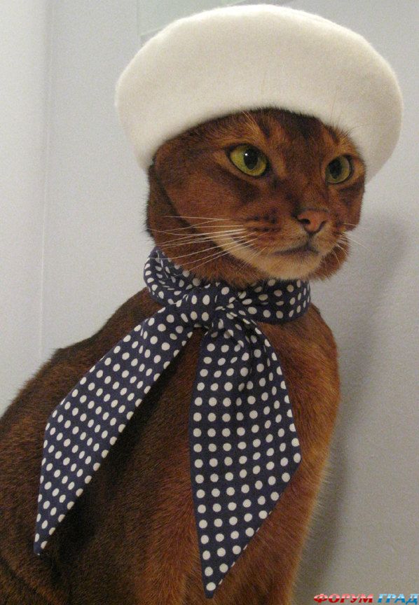 Одежада для кошек