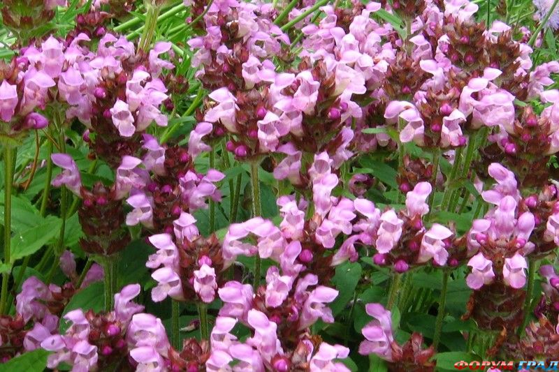 Черноголовка Вебба